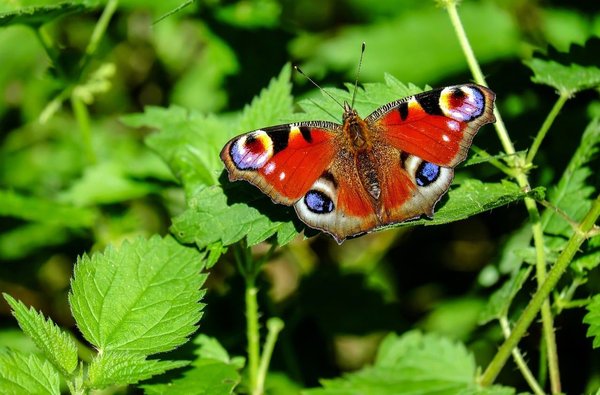 Comment concevoir un jardin de plantes médicinales pour petits espaces ?